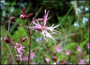 RÃƒÂ³ibÃƒÂ­n Gioballach (lychnis flos-cucili)